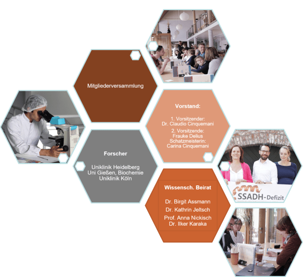 Organigramm SSADH-Defizit